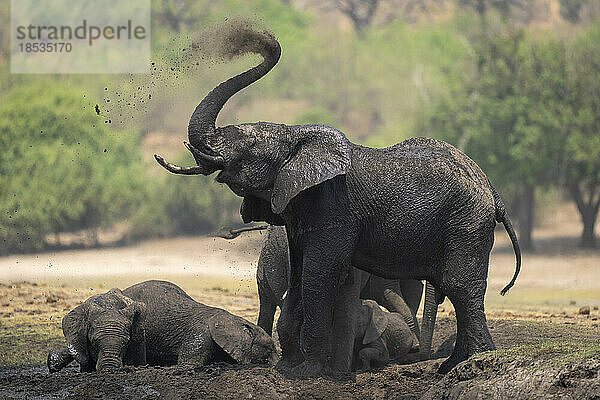 Afrikanischer Buschelefant (Loxodonta africana) bläst Staub über den Kopf im Chobe-Nationalpark; Chobe  Botswana