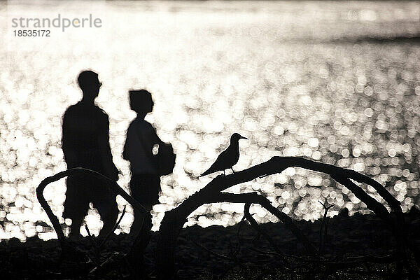 Silhouette eines Paares  das am Strand entlang spaziert  in der Nähe eines aufgestützten Vogels; Seychellen