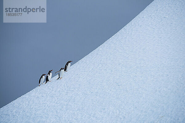 Eselspinguin (Pygoscelis papua) auf einem Eisberg in der Antarktis; Antarktis