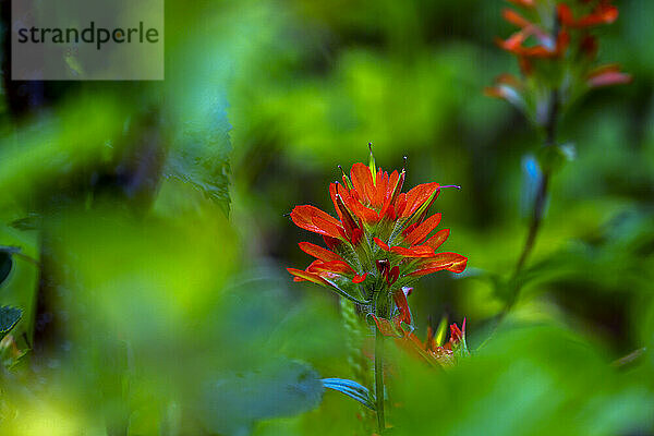 Nahaufnahme der Blüten von rotem Indian Paintbrush (Castilleja sp.) in einem Wald; Waterton  Alberta  Kanada