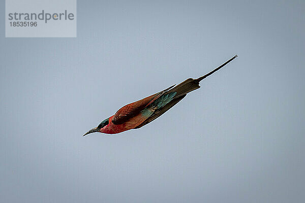 Südlicher Karminbienenfresser (Merops nubicoides) taucht durch den blauen Himmel im Chobe-Nationalpark; Chobe  Botsuana