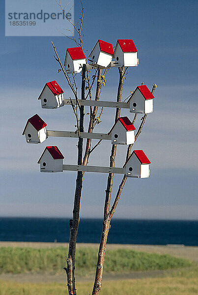 Gruppe von Vogelhäuschen auf einem kleinen Baum; Petit-Cap  Gaspe-Halbinsel  Quebec  Kanada