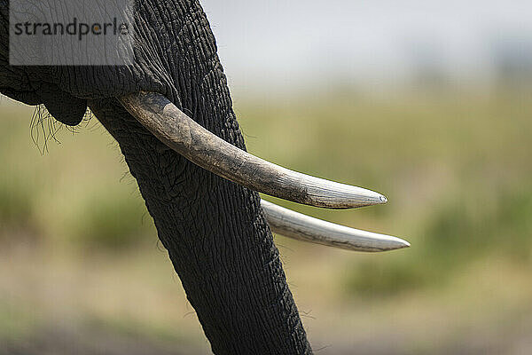 Nahaufnahme von Stoßzähnen und Rüssel des Afrikanischen Buschelefanten (Loxodonta africana) im Chobe-Nationalpark; Chobe  Botsuana