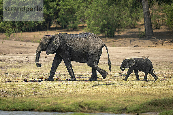 Das Kalb des Afrikanischen Buschelefanten (Loxodonta africana) folgt seiner Mutter am Flussufer im Chobe-Nationalpark; Chobe  Botsuana