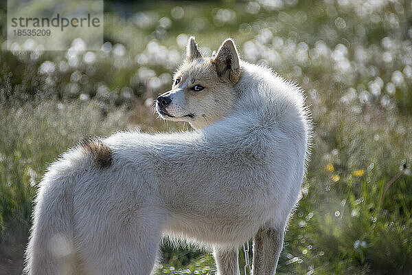 Porträt eines Grönlandhundes (Canis lupus familiaris)  einer großen Hunderasse  in einem Feld mit Wildblumen; Ilulissat  Grönland