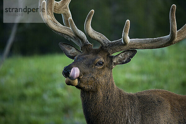 Elchbulle (Cervus canadensis)  der sich die Lippen leckt  in der Nähe des Canyon Village im Yellowstone National Park; Wyoming  Vereinigte Staaten von Amerika