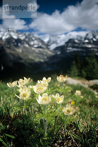 Westliche Buschwindröschen (Anemone occidentalis) im Yoho-Nationalpark  BC  Kanada; British Columbia  Kanada