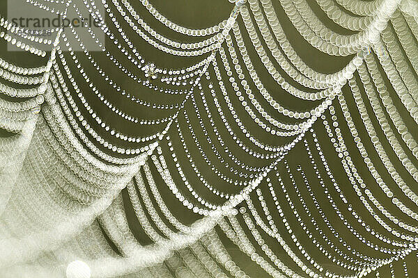 Schönheit von Morgentautropfen auf einem Spinnennetz; New York  Vereinigte Staaten von Amerika