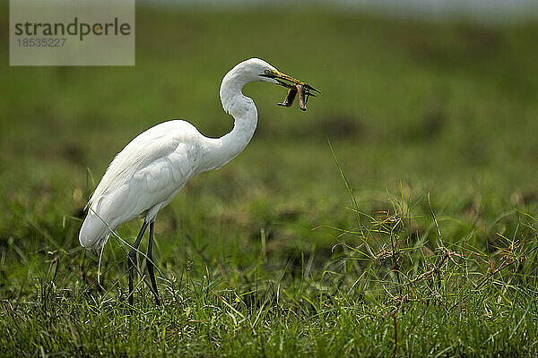 Silberreiher (Ardea alba) steht auf Gras und hält Aal im Chobe-Nationalpark; Chobe  Botsuana