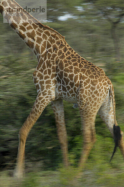 Netzgiraffe (Giraffa reticulata) läuft über das Grasland in Tansania; Serengeti-Nationalpark  Tansania