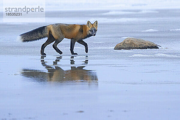 Porträt eines Rotfuchses (Vulpes vulpes)  der auf dem Eis läuft  mit einem Spiegelbild auf der Oberfläche  das in die Kamera schaut; Churchill  Manitoba  Kanada