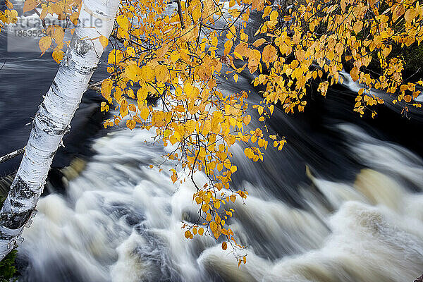 Weißbirke (Betula papyrifera) über rauschendem Wasser an einem Abfluss des Horseshoe Lake im Adirondack Park; New York  Vereinigte Staaten von Amerika