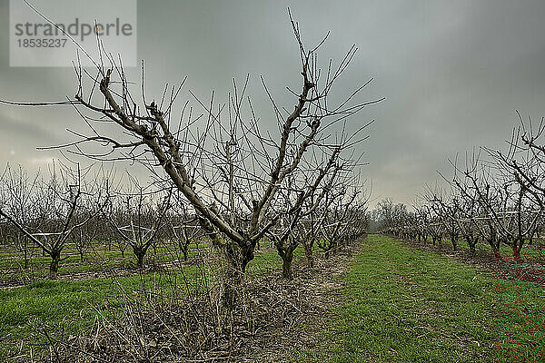 Kahle Obstbäume auf einer Obstplantage mit stürmischem Himmel im Winter; Benissanet  Tarragona  Spanien