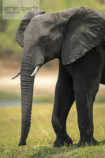 Nahaufnahme eines afrikanischen Buschelefanten (Loxodonta africana) am grasbewachsenen Flussufer im Chobe-Nationalpark; Chobe  Botswana