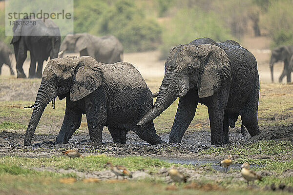 Zwei afrikanische Buschelefanten (Loxodonta africana) stehen im Schlamm im Chobe-Nationalpark; Chobe  Botswana