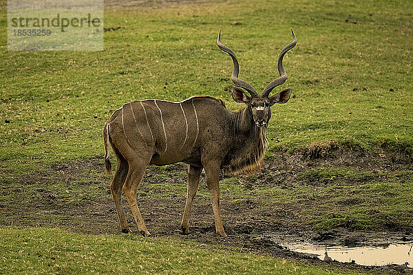 Männlicher Großer Kudu (Tragelaphus strepsiceros) steht am schlammigen Wasserloch im Chobe-Nationalpark; Chobe  Botsuana