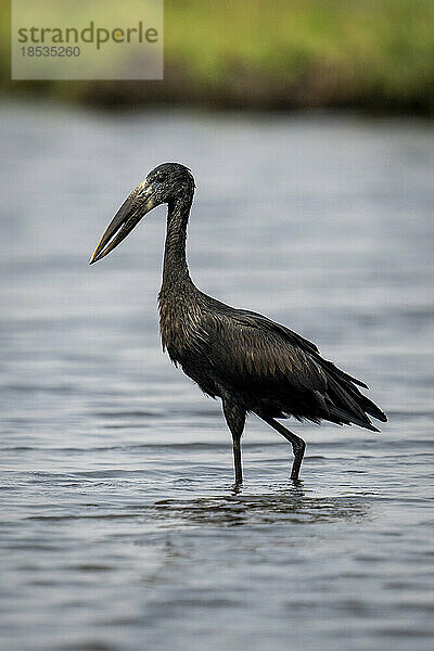 Afrikanischer Gabelschwanz (Anastomus lamelligerus) watet durch den Fluss in Ufernähe im Chobe-Nationalpark; Chobe  Botswana