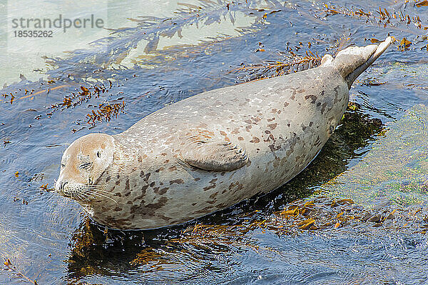 Porträt einer Hafenrobbe (Phoca vitulina) im flachen Wasser an der Küste von Kalifornien; San Diego  Kalifornien  Vereinigte Staaten von Amerika