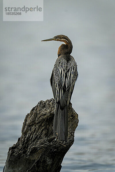 Afrikanische Schlangenhalsvogel (Anhinga rufa) im Fluss auf einem abgestorbenen Baumstumpf  Chobe National Park; Chobe  Botswana