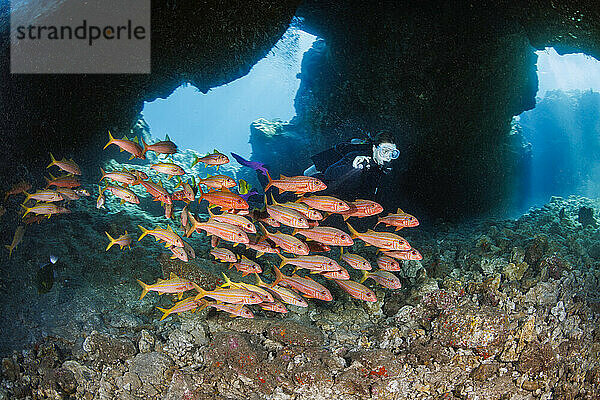 Taucher und schwimmender Gelbflossen-Ziegenfisch (Mulloidichthys vanicolensis) Hawaii  USA. Diese Art färbt sich nachts und tagsüber in Höhlen rot; Hawaii  Vereinigte Staaten von Amerika