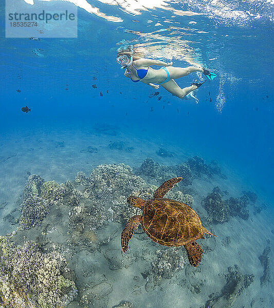 Grüne Meeresschildkröte (Chelonia mydas) und Freitaucher; Hawaii  Vereinigte Staaten von Amerika