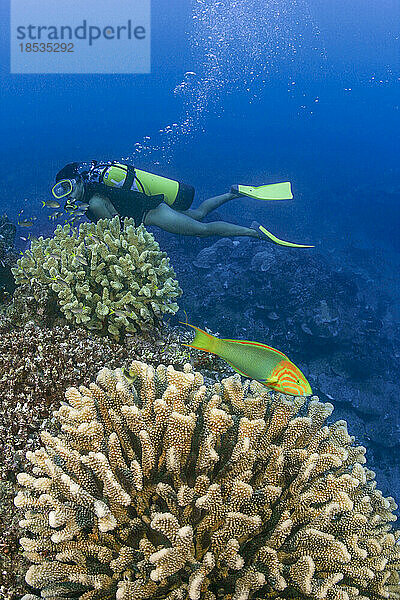 Taucher und Riffszene mit einem Sonnenuntergangs-Lippfisch (Thalassoma lutescens) und Geweihkoralle; Rarotonga  Cookinseln