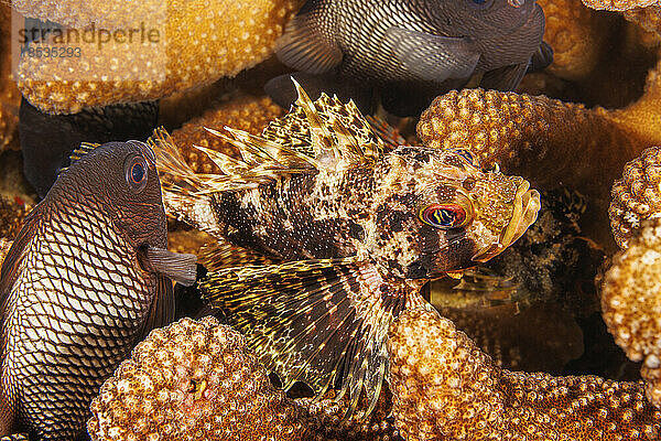 Dieser hawaiianische Rotfeuerfisch  Grüner Rotfeuerfisch oder Barbers' Rotfeuerfisch  (Dendrochirus barberi)  seine Geweihkoralle (Pocillopora eydouxi)  zu Hause mit hawaiianischem Domino-Damselfisch (Dascyllus albisella). Beide sind auf Hawaii endemisch; Hawaii  Vereinigte Staaten von Amerika