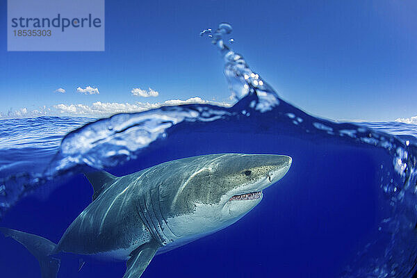 Dieser Weiße Hai (Carcharodon carcharias) wurde vor der Insel Guadalupe  Mexiko  fotografiert; Guadalupe Island  Mexiko