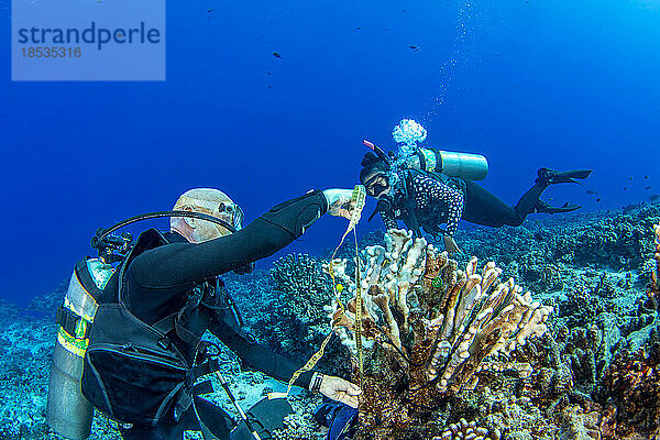 Forschungstaucher des MOC Marine Institute kartieren den Korallenschaden im Molokini Marine Preserve vor der Insel Maui  Hawaii  USA; Maui  Hawaii  Vereinigte Staaten von Amerika