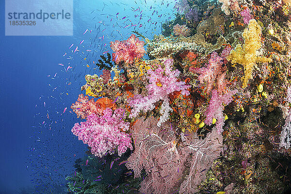 Alkonarien- und Gorgonienkorallen mit Anthias-Schwärmen dominieren diese farbenfrohe Riffszene auf den Fidschi-Inseln; Fidschi