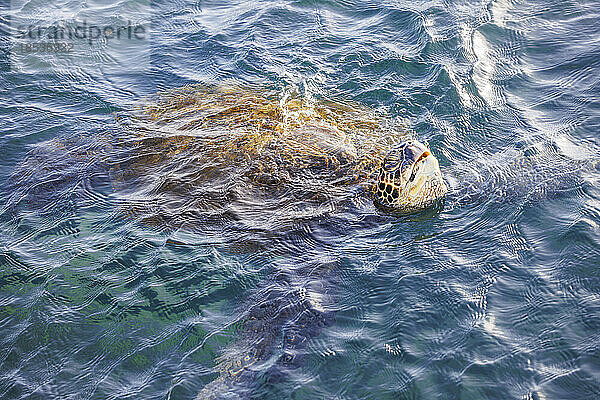 Grüne Meeresschildkröte (Chelonia mydas)  eine vom Aussterben bedrohte Art  hebt ihren Kopf für einen Atemzug aus dem Pazifik  vor der Insel Maui  Hawaii; Maui  Hawaii  Vereinigte Staaten von Amerika