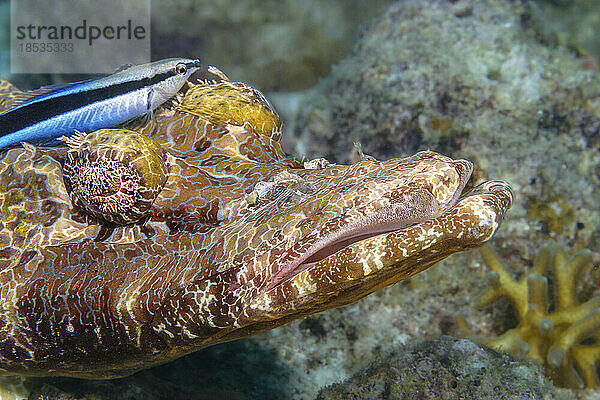 Dieser ausgewachsene Blaustirn-Putzerlippfisch (Labroides dimidiatus) sucht den Kopf eines Krokodilfisches (Cymbacephalus beauforti) sorgfältig nach Parasiten ab; Insel Mabul  Malaysia