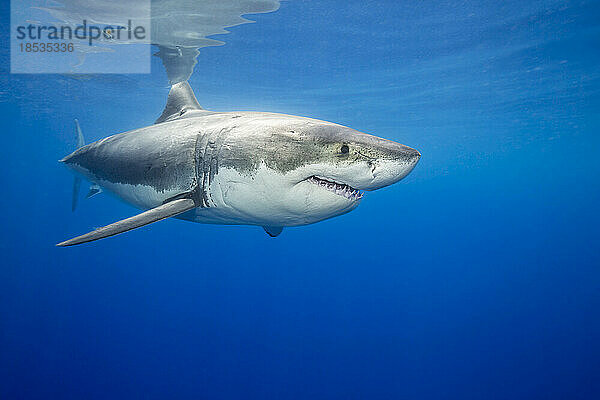 Porträt eines Weißen Hais (Carcharodon carcharias); Insel Guadalupe  Mexiko