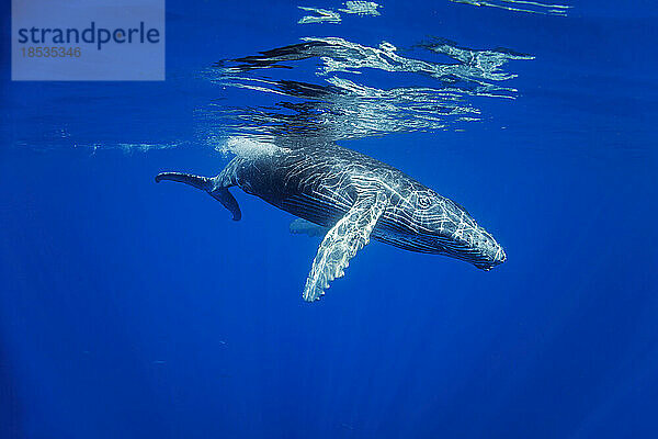 Buckelwal (Megaptera novaeangliae) unter Wasser  Hawaii. Die Hawaii-Inseln sind das wichtigste Winterbrutgebiet für die Buckelwalpopulation im Nordpazifik; Hawaii  Vereinigte Staaten von Amerika