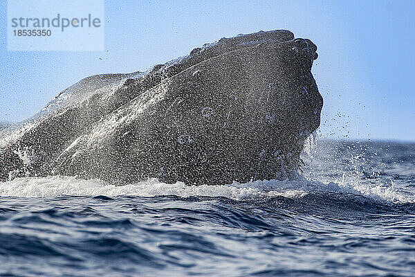 Dieser Buckelwal (Megaptera novaeangliae) ist im Ausatmen eines anderen Wals aufgetaucht. Wenn ein Buckelwal ausatmet  kann der Blas den Wal mit 150 bis 300 Meilen pro Stunde verlassen. Das Meerwasser an seinem Blasloch wird verdampft und 20 bis 25 Fuß hoch in die Luft geschleudert  wodurch der Blow oder Spout entsteht; Hawaii  Vereinigte Staaten von Amerika
