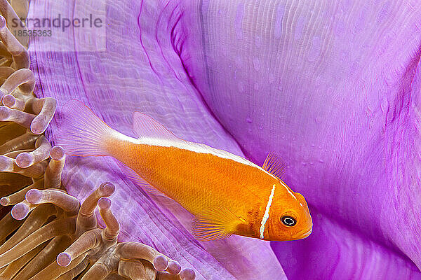 Dieser Gemeine Anemonenfisch (Amphiprion perideraion) ist meist mit der Anemone (Heteractis magnifica) vergesellschaftet  wie hier abgebildet; Yap  Föderierte Staaten von Mikronesien