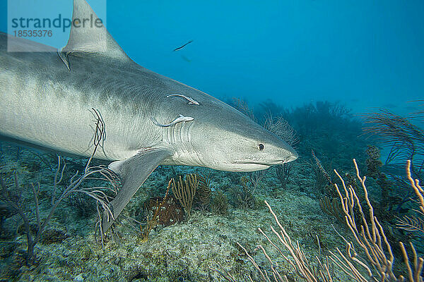 Tigerhai (Galeocerdo cuvier) schwimmt über das Riff am Tiger Beach auf den Bahamas; Bahamas