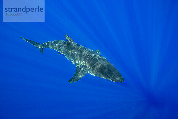 Dieser Weiße Hai (Carcharodon carcharias) wurde vor der Insel Guadalupe  Mexiko  fotografiert; Guadalupe Island  Mexiko