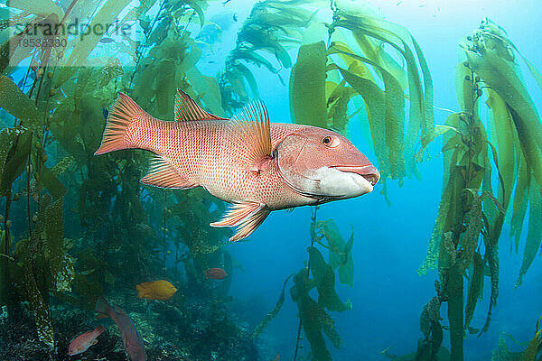 Weibliche Schafsköpfe (Semicossyphus pulcher) in einem Wald aus Riesentang (Macrocystis pyrifera) vor Santa Barbara Island  Kalifornien  USA; Kalifornien  Vereinigte Staaten von Amerika