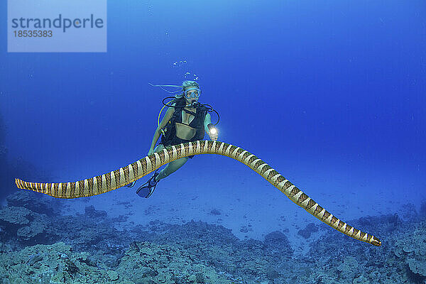 Taucher und eine Ringelnatter (Hydrophis cyanocinctus)  auch bekannt als Blaubandseeschlange. Es handelt sich um eine giftige Seeschlangenart aus der Familie der Elapidae; Philippinen