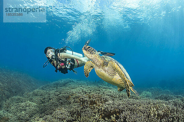 Taucher und Grüne Meeresschildkröte (Chelonia mydas); Hawaii  Vereinigte Staaten von Amerika