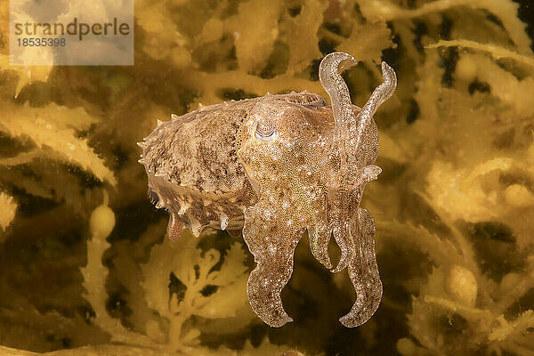 Der Stummelschwanz-Tintenfisch (Sepia bandensis) ist in Korallenriffen häufig anzutreffen und wird nur zwei Zentimeter lang; Philippinen