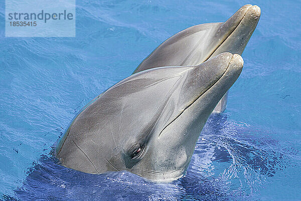 Zwei Atlantische Große Tümmler (Tursiops truncatus) in kristallklarem Wasser; Curacao  Niederländische Antillen