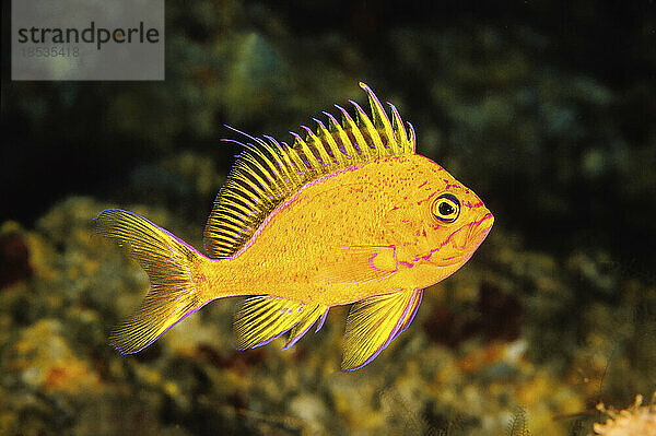 Dieser Tiefsee-Anthias (endemisch) (Odontanthias fuscipinnis) wurde erstmals mit Tauchbooten identifiziert und wird auch als Gelber Hawaiianischer Anthias bezeichnet. Bis heute hatte nur eine Handvoll Fotografen die Gelegenheit  diese Art auf Film festzuhalten; Hawaii  Vereinigte Staaten von Amerika