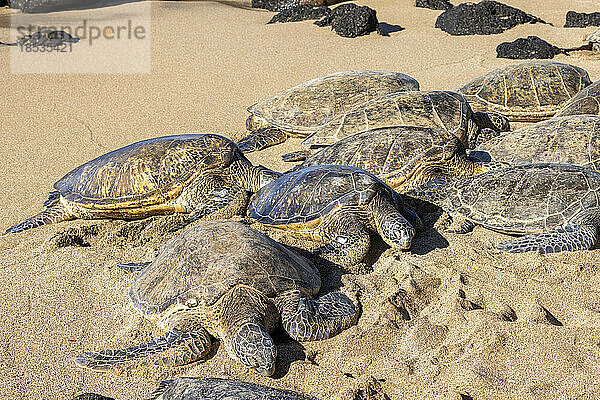 Eine Gruppe Grüner Meeresschildkröten (Chelonia mydas)  eine vom Aussterben bedrohte Art  versammelt sich an einem abgelegenen Strandabschnitt vor West Maui  Hawaii  USA; Maui  Hawaii  Vereinigte Staaten von Amerika