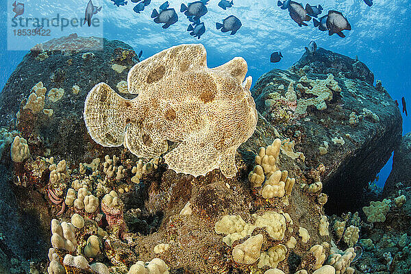 Ungewöhnlicher Anblick eines schwimmenden Commerson's Anglerfisches (Antennarius commersoni); Hawaii  Vereinigte Staaten von Amerika