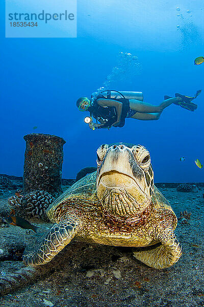 Taucher und Grüne Meeresschildkröte (Chelonia mydas) auf dem Wrack der YO-257 vor Waikiki Beach  Oahu  Hawaii  USA; Honolulu  Oahu  Hawaii  Vereinigte Staaten von Amerika