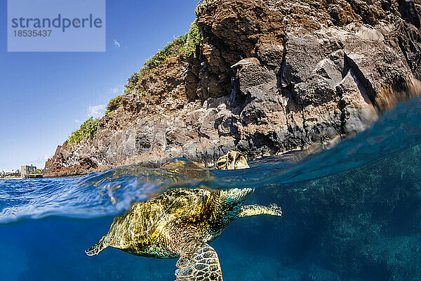Teilansicht einer Grünen Meeresschildkröte (Chelonia mydas)  einer vom Aussterben bedrohten Art  die vor der Insel Maui  Hawaii  USA  ihren Kopf zum Luftholen hebt; Maui  Hawaii  Vereinigte Staaten von Amerika