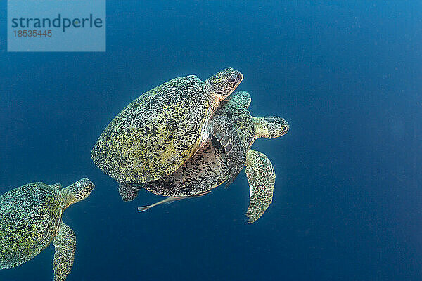 Diese männliche Grüne Meeresschildkröte (Chelonia mydas) ist mit dem Weibchen gekoppelt  das das anhängliche Männchen durch das Wasser und an die Oberfläche zieht  um zu atmen. Ein zweites Männchen folgt dem Paar in der Hoffnung  das aktuelle Männchen zu verdrängen; Sipidan Island  Malaysia