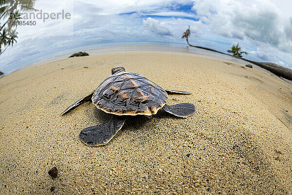 Das frisch geschlüpfte Baby der vom Aussterben bedrohten Grünen Meeresschildkröte (Chelonia mydas) macht sich auf den Weg über den Strand ins Meer vor der Insel Yap  Mikronesien; Yap  Föderierte Staaten von Mikronesien